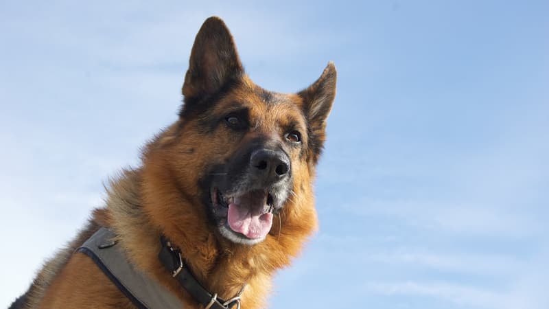 États-Unis: un chien disparu depuis un an retrouvé à plus de 2500 km de chez lui