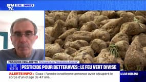 Pesticide pour betteraves : le feu vert divise - 06/04