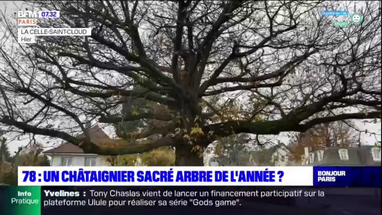 Yvelines un châtaignier, sacré arbre de l'année?