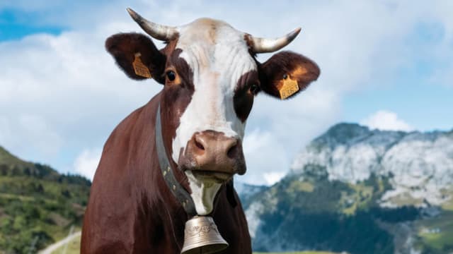 Neige Une Vache De Race Abondance Egerie Du Prochain Salon De L Agriculture