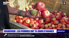 Manosque : la récolte des pommes a commencé avec une dizaine de jours d'avance