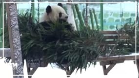 En Chine, ce panda se roule avec délice dans la neige