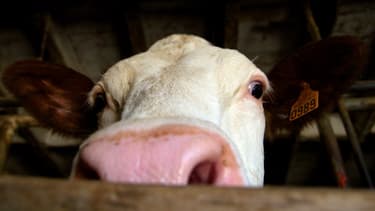 La France est le deuxième producteur de lait européen après l'Allemagne.