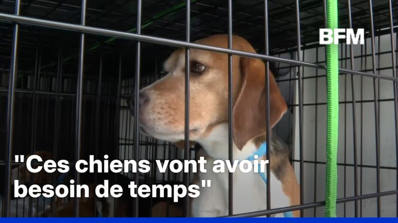 États-Unis: 1.500 beagles utilisés pour la recherche biomédicale sauvés par des associations