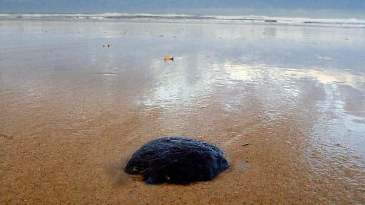 Illustration - Une galette d'hydrocarbure sur la plage du Grand Crohot près de Lège-Cap-Ferret