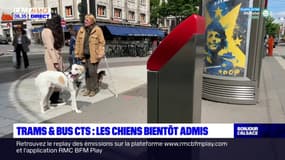 Eurométropole de Strasbourg: les chiens bientôt admis dans les trams et les bus?