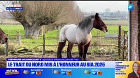 Salon de l'agriculture: le trait du Nord mis à l'honneur