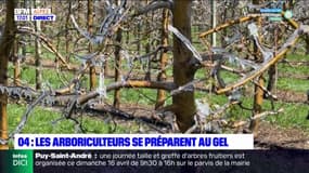 Hautes-Alpes: les arboriculteurs se préparent au gel