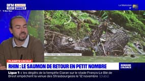 Planète locale du lundi 6 novembre - Rhin : le saumon de retour en petit nombre