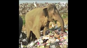 Sri Lanka: des éléphants obligés de se nourrir dans les décharges 