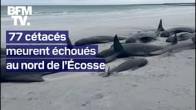  77 cétacés meurent échoués au nord de l’Écosse 