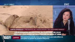 Echouages de dauphins: "Au rythme où on va, dans 20 ans, il n'y a plus de dauphins en France"