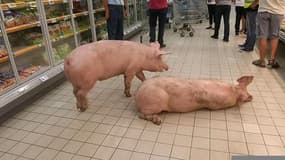 Lot-et-Garonne: des cochons se baladent dans un supermarché