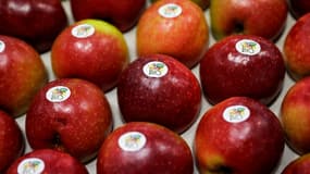 Des pommes certifiées bio dans la coopérative fruitière Limdor à Saint-Yrieix-la-Perche, en France, le 21 décembre 2018. (photo d'illustration)