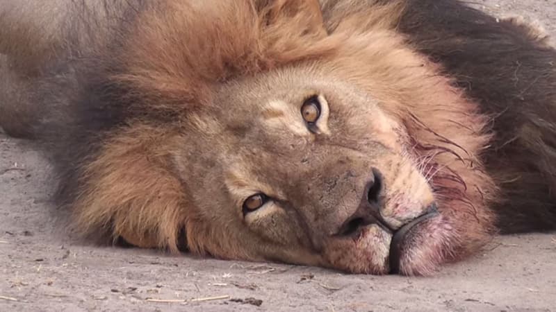 Cecil, le lion, a été tué par des chasseurs début juillet 2015.