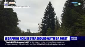 Strasbourg: le grand sapin quitte sa forêt
