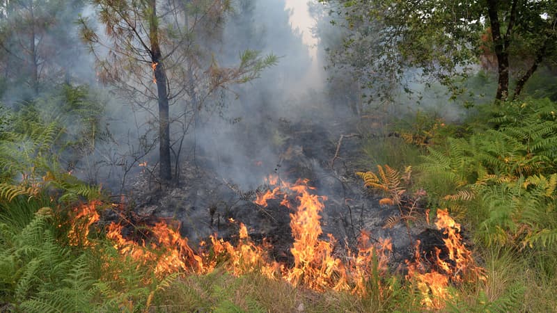 Feu de forêt (illustration)