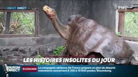 Diego, centenaire et père de plus de 800 bébés tortues, prend sa retraite