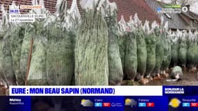Une dizaine de producteurs de sapins en Normandie