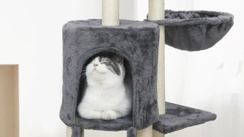 Cet arbre à chat à moins de 30€ est parfait si vous souhaitez gâter votre animal