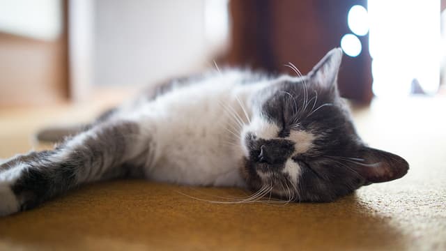Savoir faire la sieste est important pour compenser une courte ou une mauvaise nuit.