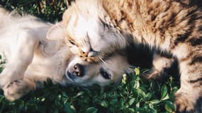 100 000 chiens et chats sont abandonnés chaque année.