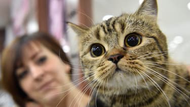 Qui Arretera Le Tueur En Serie De Chats Du Royaume Uni