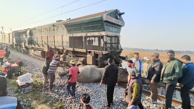 Inde: sept éléphants tués, percutés par un train de passagers