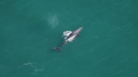 Une baleine grise observée le 1er mars 2024 au sud du Nantucket dans le Massachusetts par l'Aquarium de la Nouvelle-Angleterre (États-Unis). 