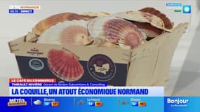 Le Café du Commerce: la coquille Saint-Jacques, un atout économique normand