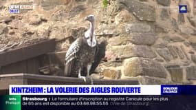 Kintzheim: la volerie des aigles a rouvert ce week-end après deux semaines de fermeture