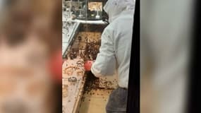 Un essaim d'abeilles à envahi la vitrine d'une bijouterie de Montpellier.