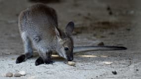 un wallaby (image d'illustration)