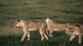 Trois lionnes au sud du Kenya, dans la réserve nationale de Masai Mara