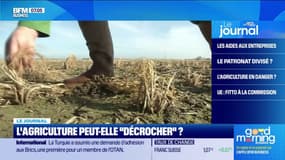 Pire récolte de blé, production de fruits en baisse... La filière agricole française peut-elle "décrocher"?