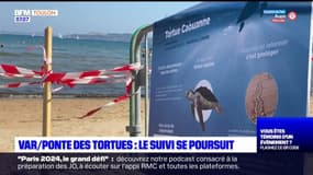 Hyères: le suivi de la ponte des tortues Caouanne continue