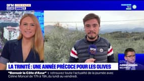 Alpes-Maritimes: la récolte des olives a déjà commencé à La Trinité