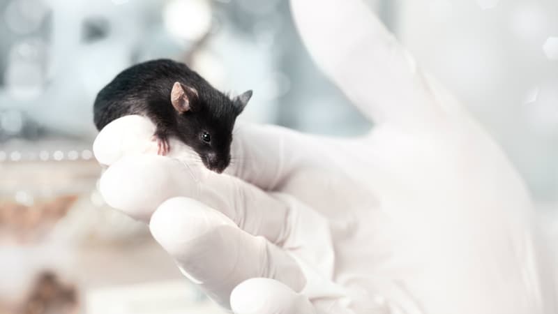 Chez la souris, un nouvel implant vivant en trois dimensions permet une régénération osseuse intégrale en un mois.