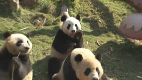 En Chine, ces trois bébés pandas ont bien grandi