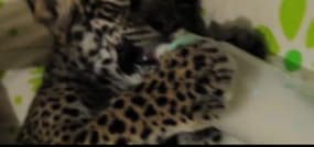 Un bébé de 8 mois boit son biberon en compagnie d’un bébé jaguar
