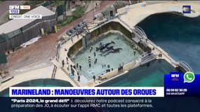 Marineland d'Antibes: des manœuvres ont eu lieu autour des trois orques