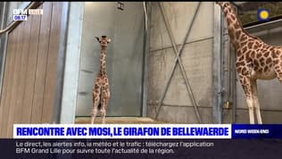 Les Ch'tites Sorties du samedi 11 mai 2024 - Rencontre avec Mosi, le girafon de Bellewaerde