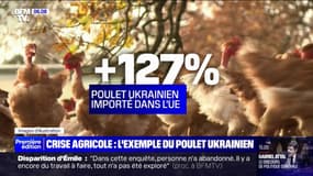 Les importations de poulets ukrainiens ont bondi de 127% par rapport à 2022 dans l'Union européenne