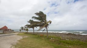 Des palmiers plient sous le vent au Moule, en Guadeloupe (photo d'illustration)