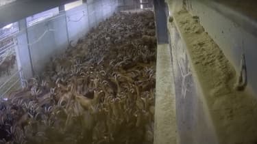 L214 dénonce "les conditions de vie misérables des animaux" sur un élevage de 2000 chèvres en Saône-et-Loire