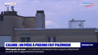Caluire-et-Cuire: un piège à pigeons installé sur le toit d'un immeuble suscite l'émoi du voisinage 