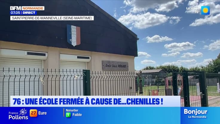 Seine-Maritime: une école obligée de fermer à cause de la présence de chenilles processionnaires