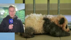 Pourquoi il a fallu attendre trois mois pour baptiser le bébé panda ?