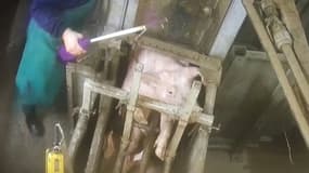 Un employé utilise un aiguillon électrique sur un porc sur une chaîne de l'abattoir Rhône Ouest, à Saint-Romain de Popey, dans le Rhône, dans une vidéo publiée le 30 janvier 2025.
