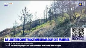 Var: un an après les incendies, la lente reconstruction de massif des Maures